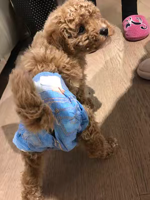 Male and female dog diapers