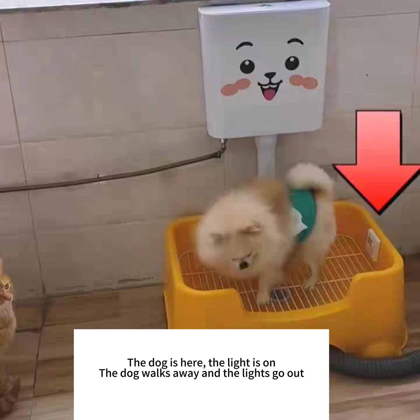 Pet toilet, automatic flushing toilet